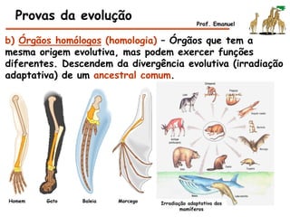 b) Órgãos homólogos (homologia) – Órgãos que tem a
mesma origem evolutiva, mas podem exercer funções
diferentes. Descendem da divergência evolutiva (irradiação
adaptativa) de um ancestral comum.
Provas da evolução Prof. Emanuel
Irradiação adaptativa dos
mamíferos
Homem Gato Baleia Morcego
 