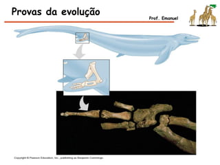 Provas da evolução Prof. Emanuel
 