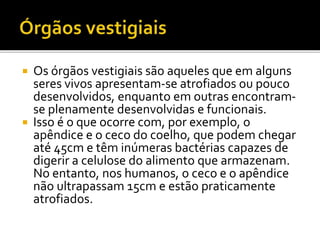 Os órgãos vestigiais são aqueles que em alguns
seres vivos apresentam-se atrofiados ou pouco
desenvolvidos, enquanto em outras encontramse plenamente desenvolvidas e funcionais.
 Isso é o que ocorre com, por exemplo, o
apêndice e o ceco do coelho, que podem chegar
até 45cm e têm inúmeras bactérias capazes de
digerir a celulose do alimento que armazenam.
No entanto, nos humanos, o ceco e o apêndice
não ultrapassam 15cm e estão praticamente
atrofiados.


 