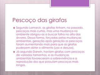 Pescoço das girafas
 Segundo Lamarck, as girafas tinham, no passado,
pescoços mais curtos, mas uma mudança no
ambiente obrigou-as a buscar folha no alto das
árvores. Dessa forma, forçadas pelas mudanças
ambientais, geração após geração os pescoços
foram aumentando mais para que as girafas
pudessem obter o alimento (uso e desuso).
 Já segundo Darwin, haviam girafas com pescoços
de variados tamanhos, e as mudanças
ambientais favoreceram a sobrevivência e a
reprodução dos que possuíam pescoços mais
longos.
 