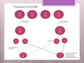 AA
BB
AA
BB
AA
BB
AA
BB
População inicial AABB
mutação mutação
Aa
BB
AA
Bb
AB aB AB Ab
AA
BB
AB
ab
Fecundações
ao acaso
Nova combinação
de mutantes
produzida pela
reprodução sexuada.
Gametas
 
