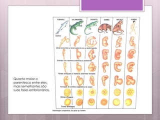 Quanto maior o
parentesco entre eles,
mais semelhantes são
suas fases embrionárias.
 