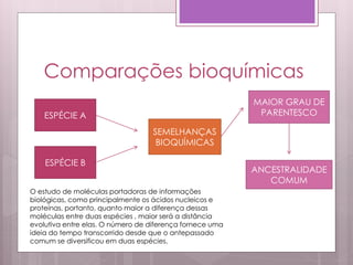Comparações bioquímicas
ESPÉCIE A
ESPÉCIE B
SEMELHANÇAS
BIOQUÍMICAS
MAIOR GRAU DE
PARENTESCO
ANCESTRALIDADE
COMUM
O estudo de moléculas portadoras de informações
biológicas, como principalmente os ácidos nucleicos e
proteínas, portanto, quanto maior a diferença dessas
moléculas entre duas espécies , maior será a distância
evolutiva entre elas. O número de diferença fornece uma
ideia do tempo transcorrido desde que o antepassado
comum se diversificou em duas espécies.
 