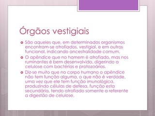 Órgãos vestigiais
 São aqueles que, em determinados organismos
encontram-se atrofiados, vestigial, e em outros
funcional, indicando ancestralidade comum.
 O apêndice que no homem é atrofiado, mas nos
ruminantes é bem desenvolvido, digerindo a
celulose com bactérias e protozoários.
 Diz-se muito que no corpo humano o apêndice
não tem função alguma, o que não é verdade,
uma vez que ele tem função imunológica,
produzindo células de defesa, função esta
secundária, tendo atrofiado somente a referente
a digestão de celulose.
 
