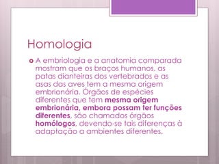Homologia
 A embriologia e a anatomia comparada
mostram que os braços humanos, as
patas dianteiras dos vertebrados e as
asas das aves tem a mesma origem
embrionária. Órgãos de espécies
diferentes que tem mesma origem
embrionária, embora possam ter funções
diferentes, são chamados órgãos
homólogos, devendo-se tais diferenças à
adaptação a ambientes diferentes.
 