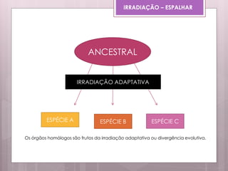 ESPÉCIE A ESPÉCIE B ESPÉCIE C
ANCESTRAL
IRRADIAÇÃO ADAPTATIVA
IRRADIAÇÃO – ESPALHAR
Os órgãos homólogos são frutos da irradiação adaptativa ou divergência evolutiva.
 