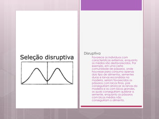Disruptiva
Favorece os indivíduos com
características extremas, enquanto
os médios são desfavorecidos. Por
exemplo, em uma certa
comunidade de pássaros, onde
houvesse para consumo apenas
dois tipo de alimentos, sementes
duras e larvas escondidas na
madeira, seriam favorecidos os
pássaros com bicos finos, pois
conseguiriam arrancar as larvas da
madeira e os com bicos grandes,
os quais conseguiriam quebrar a
semente, enquanto os pássaros
com bicos médios não
conseguiriam o alimento.
 