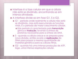  Interfase é a fase celular em que a célula
não está se dividindo, encontrando-se em
intensa atividade.
 A interfase divide-se em fase G1, S e G2.
 G1 - período onde realmente a célula não está
se dividindo, mas está executando as funções
vitais. É o período de maior crescimento celular.
 Este período é caracterizado pela transcrição
gênica e tradução, levando à síntese de
proteínas necessárias para a síntese de DNA.
 S - quando a célula cresce e se prepara para
nova divisão, então ocorre a replicação do
DNA para passar a mesma quantidade de
material genético para as células filhas.
 G2 - quando há uma intensa produção de ATP,
logo, uma intensa respiração celular.
 