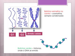 G1 G2 Divisão celular
Bolinha vermelha no
centro – cromatina,
sempre condensada
Bolinhas verdes – histonas,
onde o DNA se enrola
 