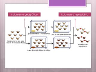 Isolamento geográfico Isolamento reprodutivo
 