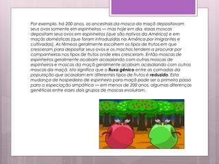 Por exemplo, há 200 anos, os ancestrais da mosca da maçã depositavam
seus ovos somente em espinheiros — mas hoje em dia, essas moscas
depositam seus ovos em espinheiros (que são nativos da América) e em
maçãs domésticas (que foram introduzidas na América por imigrantes e
cultivadas). As fêmeas geralmente escolhem os tipos de frutos em que
cresceram para depositar seus ovos e os machos tendem a procurar por
companheiras nos tipos de frutos onde eles cresceram. Então moscas de
espinheiros geralmente acabam acasalando com outras moscas de
espinheiros e moscas da maçã geralmente acabam acasalando com outras
moscas da maçã. Isto significa que o fluxo gênico entre as camadas da
população que acasalam em diferentes tipos de frutos é reduzido. Esta
mudança de hospedeiro de espinheiro para maçã pode ser o primeiro passo
para a especiação simpátrica — em menos de 200 anos, algumas diferenças
genéticas entre esses dois grupos de moscas evoluíram.
 