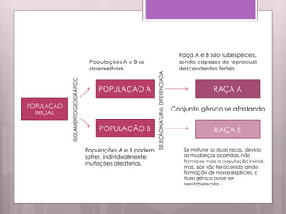 POPULAÇÃO
INICIAL
ISOLAMENTOGEOGRÁFICO
POPULAÇÃO A
POPULAÇÃO B
SELEÇÃONATURALDIFERENCIADA
RAÇA A
RAÇA B
Populações A e B se
assemelham.
Populações A e B podem
sofrer, individualmente,
mutações aleatórias.
Raça A e B são subespécies,
sendo capazes de reproduzir
descendentes férteis.
Se misturar as duas raças, devido
as mudanças ocorridas, não
forma-se mais a população inicial,
mas, por não ter ocorrido ainda
formação de novas espécies, o
fluxo gênico pode ser
reestabelecido.
Conjunto gênico se afastando
 