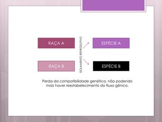 RAÇA A
RAÇA B
ISOLAMENTOREPRODUTIVO
ESPÉCIE A
ESPÉCIE B
Perda da compatibilidade genética, não podendo
mais haver reestabelecimento do fluxo gênico.
 