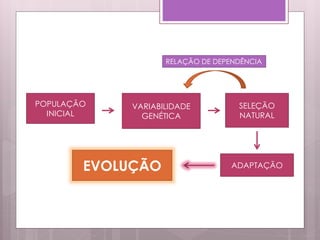 POPULAÇÃO
INICIAL
VARIABILIDADE
GENÉTICA
SELEÇÃO
NATURAL
ADAPTAÇÃOEVOLUÇÃO
RELAÇÃO DE DEPENDÊNCIA
 