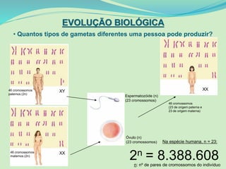 46 cromossomos
paternos (2n)
XY
46 cromossomos
maternos (2n)
XX
Espermatozóide (n)
(23 cromossomos)
Óvulo (n)
(23 cromossomos)
46 cromossomos
(23 de origem paterna e
23 de origem materna)
XX
EVOLUÇÃO BIOLÓGICA
• Quantos tipos de gametas diferentes uma pessoa pode produzir?
2n = 8.388.608n: nº de pares de cromossomos do indivíduo
Na espécie humana, n = 23:
 