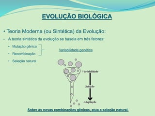 EVOLUÇÃO BIOLÓGICA
• Teoria Moderna (ou Sintética) da Evolução:
- A teoria sintética da evolução se baseia em três fatores:
• Mutação gênica
• Recombinação
• Seleção natural
Variabilidade genética
Sobre as novas combinações gênicas, atua a seleção natural.
 