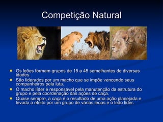 Competição Natural Os leões formam grupos de 15 a 45 semelhantes de diversas idades.  São liderados por um macho que se impõe vencendo seus companheiros pela luta.   O macho líder é responsável pela manutenção da estrutura do grupo e pela coordenação das ações de caça. Quase sempre, a caça é o resultado de uma ação planejada e levada a efeito por um grupo de várias leoas e o leão líder.   