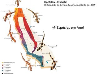 Fig.(Ridley – Evolução)
Distribuição do Gênero Ensatina no Oeste dos EUA
 Espécies em Anel
 