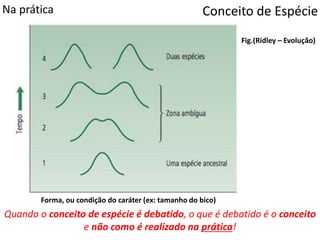 Fig.(Ridley – Evolução)
Conceito de EspécieNa prática
Quando o conceito de espécie é debatido, o que é debatido é o conceito
e não como é realizado na prática!
Forma, ou condição do caráter (ex: tamanho do bico)
 