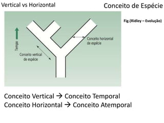 Conceito de EspécieVertical vs Horizontal
Fig.(Ridley – Evolução)
Conceito Vertical  Conceito Temporal
Conceito Horizontal  Conceito Atemporal
 