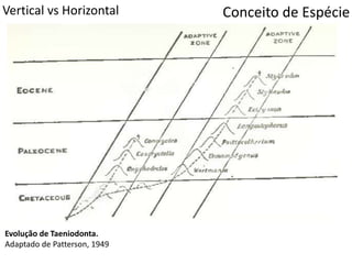 Evolução de Taeniodonta.
Adaptado de Patterson, 1949
Conceito de EspécieVertical vs Horizontal
 