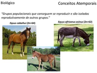 Conceitos AtemporaisBiológico
“Grupos populacionais que conseguem se reproduzir e são isoladas
reprodutivamente de outros grupos.”
Equus africanus asinus (2n=62)Equus caballus (2n=64)
 