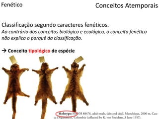 Conceitos AtemporaisFenético
Classificação segundo caracteres fenéticos.
Ao contrário dos conceitos biológico e ecológico, o conceito fenético
não explica o porquê da classificação.
 Conceito tipológico de espécie
 