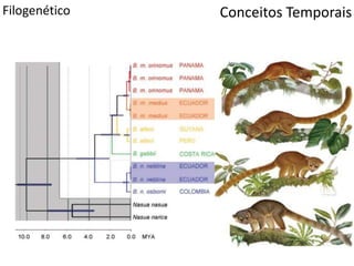 Conceitos TemporaisFilogenético
 