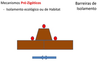 Barreiras de
Isolamento
Mecanismos Pré-Zigóticos
- Isolamento ecológico ou de Habitat
 