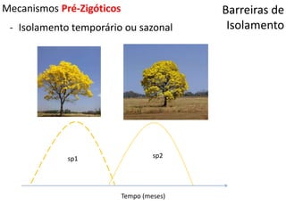 Barreiras de
Isolamento
Mecanismos Pré-Zigóticos
- Isolamento temporário ou sazonal
Tempo (meses)
sp2sp1
 