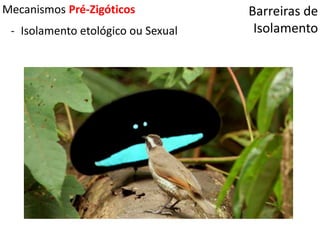Barreiras de
Isolamento
Mecanismos Pré-Zigóticos
- Isolamento etológico ou Sexual
 