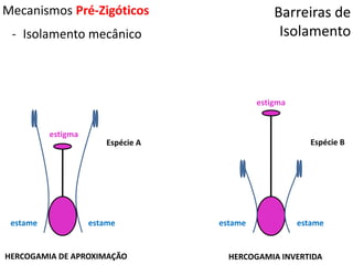 Barreiras de
Isolamento
Mecanismos Pré-Zigóticos
- Isolamento mecânico
estame estame
estigma
estame estame
estigma
Espécie A Espécie B
HERCOGAMIA DE APROXIMAÇÃO HERCOGAMIA INVERTIDA
 