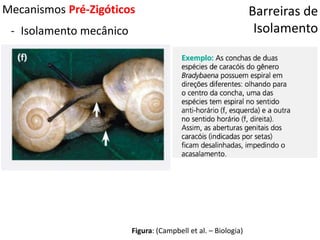 Barreiras de
Isolamento
Mecanismos Pré-Zigóticos
- Isolamento mecânico
Figura: (Campbell et al. – Biologia)
 