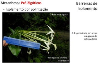 Barreiras de
Isolamento
Mecanismos Pré-Zigóticos
- Isolamento por polinização
© Reinaldo Aguilar
Posoqueria latifolia -
Rubiaceae
 Especializada em atrair
um grupo de
polinizadores
 