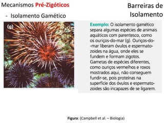 Barreiras de
Isolamento
Mecanismos Pré-Zigóticos
- Isolamento Gamético
Figura: (Campbell et al. – Biologia)
 