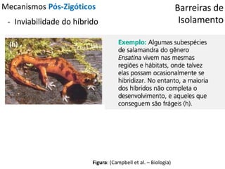 Barreiras de
Isolamento
Mecanismos Pós-Zigóticos
- Inviabilidade do híbrido
Figura: (Campbell et al. – Biologia)
 