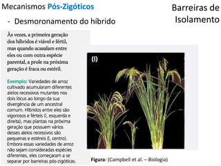 Barreiras de
Isolamento
Mecanismos Pós-Zigóticos
- Desmoronamento do híbrido
Figura: (Campbell et al. – Biologia)
 