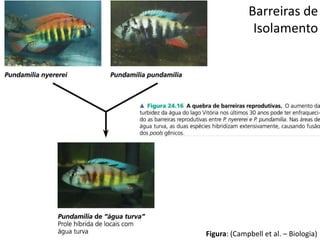 Barreiras de
Isolamento
Figura: (Campbell et al. – Biologia)
 