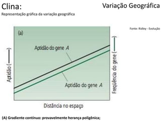 Variação Geográfica
Fonte: Ridley - Evolução
Clina:
Representação gráfica da variação geográfica
(A) Gradiente contínuo: provavelmente herança poligênica;
 