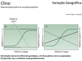 Variação Geográfica
Fonte: Ridley - Evolução
Clina:
Representação gráfica da variação geográfica
(B) Seleção natural em diferentes genótipos, e há fluxo gênico entre as populações;
(C) Igual (B), mas o ambiente muda gradativamente
 
