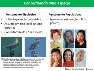 Conceituando uma espécie
Pensamento Tipológico
• Utilizado pelos taxonomistas;
• Assume um tipo ideal de uma
espécie;
• Conceito “ideal” e “não ideal”;
Pensamento Populacional
• Leva em consideração o fluxo
gênico;
Figura: Campbell et al. – Biologia
 