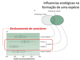 Influencias ecológicas na
formação de uma espécie
Razão escamoso/dentário
Deslocamento de caracteres
 