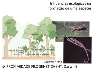 Influencias ecológicas na
formação de uma espécie
Lagartos Anolis
 PROXIMIDADE FILOGENÉTICA (HT: Darwin)
 