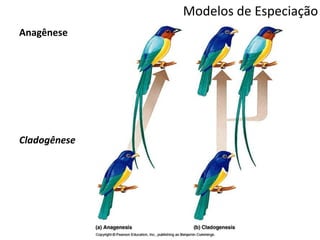 Modelos de Especiação
Anagênese
Cladogênese
 