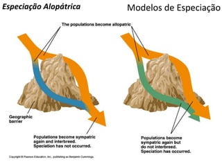 Modelos de EspeciaçãoEspeciação Alopátrica
 