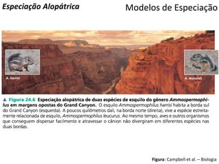 Modelos de EspeciaçãoEspeciação Alopátrica
Figura: Campbell et al. – Biologia
 
