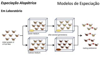 Modelos de EspeciaçãoEspeciação Alopátrica
Em Laboratório
 