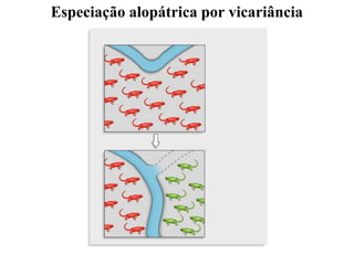 Especiação alopátrica por vicariância
 