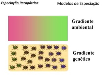 Modelos de EspeciaçãoEspeciação Parapátrica
Gradiente
ambiental
Gradiente
genético
 