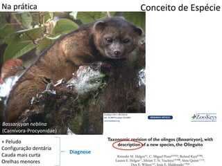 + Peludo
Configuração dentária
Cauda mais curta
Orelhas menores
Bassaricyon neblina
(Carnivora-Procyonidae)
Conceito de EspécieNa prática
Diagnose
 